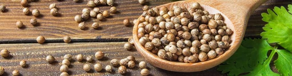 Ayush coriander in ayurveda
