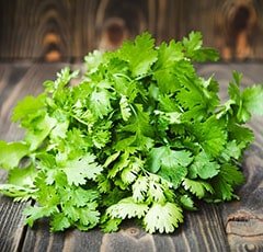Ayush coriander in ayurveda